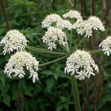 Lade das Bild in den Galerie-Viewer, Wiesen-Bärenklau (Heracleum sphondylium)