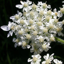 Lade das Bild in den Galerie-Viewer, Wiesen-Bärenklau (Heracleum sphondylium)