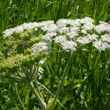 Lade das Bild in den Galerie-Viewer, Wiesen-Bärenklau (Heracleum sphondylium)