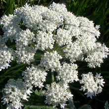 Lade das Bild in den Galerie-Viewer, Wiesen-Bärenklau (Heracleum sphondylium)