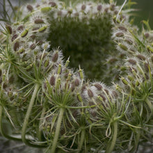 Lade das Bild in den Galerie-Viewer, Wiesen-Bärenklau (Heracleum sphondylium)