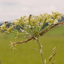 Lade das Bild in den Galerie-Viewer, Wiesen-Bärenklau (Heracleum sphondylium)