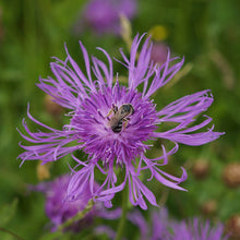 Lade das Bild in den Galerie-Viewer, Wiesen-Flockenblume (Centaurea jacea)