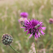 Lade das Bild in den Galerie-Viewer, Wiesen-Flockenblume (Centaurea jacea)