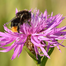 Lade das Bild in den Galerie-Viewer, Wiesen-Flockenblume (Centaurea jacea)