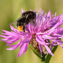 Lade das Bild in den Galerie-Viewer, Gartenidylle St. Gallen - Wildstauden-Set für Wildbienen und Schmetterlinge