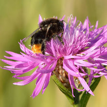 Lade das Bild in den Galerie-Viewer, Blühende Vielfalt für Winterthur - Wildstauden-Set für den Schutz von Wildbienen und Schmetterlingen