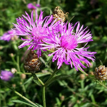 Lade das Bild in den Galerie-Viewer, Wiesen-Flockenblume (Centaurea jacea)