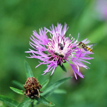 Lade das Bild in den Galerie-Viewer, Wiesen-Flockenblume (Centaurea jacea)