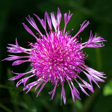 Lade das Bild in den Galerie-Viewer, Wiesen-Flockenblume (Centaurea jacea)
