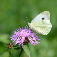 Lade das Bild in den Galerie-Viewer, Wiesen-Flockenblume (Centaurea jacea)