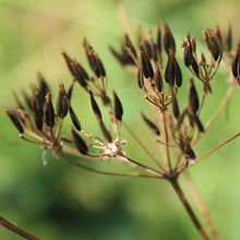 Lade das Bild in den Galerie-Viewer, Wiesen-Kerbel (Anthriscus sylvestris)