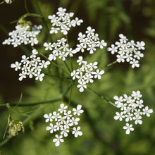 Lade das Bild in den Galerie-Viewer, Wiesen-Kerbel (Anthriscus sylvestris)