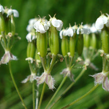 Lade das Bild in den Galerie-Viewer, Wiesen-Kerbel (Anthriscus sylvestris)