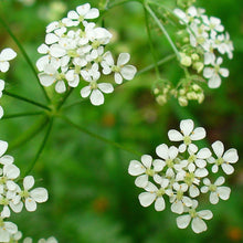 Lade das Bild in den Galerie-Viewer, Wiesen-Kerbel (Anthriscus sylvestris)