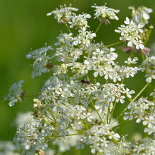 Lade das Bild in den Galerie-Viewer, Wiesen-Kerbel (Anthriscus sylvestris)