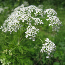 Lade das Bild in den Galerie-Viewer, Wiesen-Kerbel (Anthriscus sylvestris)