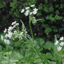 Lade das Bild in den Galerie-Viewer, Wiesen-Kerbel (Anthriscus sylvestris)
