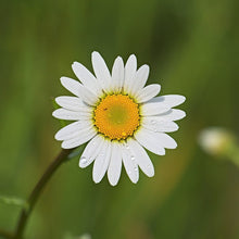 Lade das Bild in den Galerie-Viewer, Wiesen-Margerite