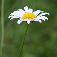 Lade das Bild in den Galerie-Viewer, Wiesen-Margerite