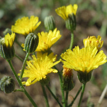Lade das Bild in den Galerie-Viewer, Wiesen-Pippau (Crepis biennis)