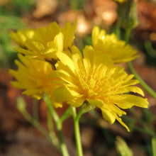 Lade das Bild in den Galerie-Viewer, Wiesen-Pippau (Crepis biennis)