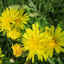 Lade das Bild in den Galerie-Viewer, Wiesen-Pippau (Crepis biennis)
