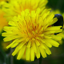 Lade das Bild in den Galerie-Viewer, Wiesen-Pippau (Crepis biennis)