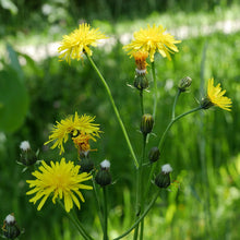 Lade das Bild in den Galerie-Viewer, Wiesen-Pippau (Crepis biennis)