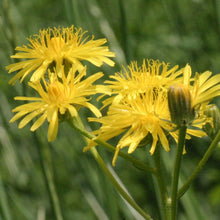 Lade das Bild in den Galerie-Viewer, Wiesen-Pippau (Crepis biennis)