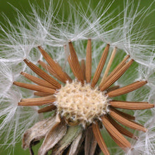 Lade das Bild in den Galerie-Viewer, Wiesen-Pippau (Crepis biennis)