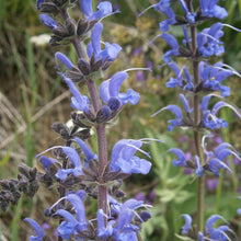 Lade das Bild in den Galerie-Viewer, Wiesen-Salbe (Salvia pratensis)
