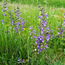 Lade das Bild in den Galerie-Viewer, Wiesen-Salbe (Salvia pratensis)