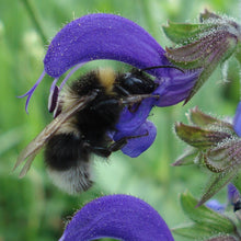 Lade das Bild in den Galerie-Viewer, Wiesen-Salbe (Salvia pratensis)