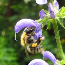 Lade das Bild in den Galerie-Viewer, Wiesen-Salbei Salvia pratensis Ackerhummel