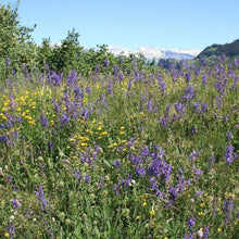 Lade das Bild in den Galerie-Viewer, Wiesen-Salbei (Salvia pratensis)