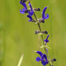 Lade das Bild in den Galerie-Viewer, Wiesen-Salbei Salvia pratensis