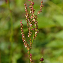 Lade das Bild in den Galerie-Viewer, Wiesen-Sauerampfer (Rumex acetosa)