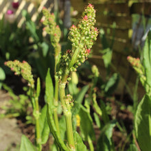 Lade das Bild in den Galerie-Viewer, Wiesen-Sauerampfer (Rumex acetosa)