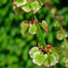 Lade das Bild in den Galerie-Viewer, Wiesen-Sauerampfer (Rumex acetosa)