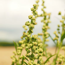 Lade das Bild in den Galerie-Viewer, Wiesen-Sauerampfer (Rumex acetosa)