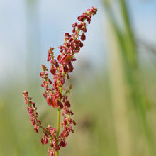 Lade das Bild in den Galerie-Viewer, Wiesen-Sauerampfer (Rumex acetosa)