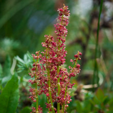 Lade das Bild in den Galerie-Viewer, Wiesen-Sauerampfer (Rumex acetosa)