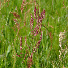 Lade das Bild in den Galerie-Viewer, Wiesen-Sauerampfer (Rumex acetosa)