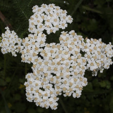Lade das Bild in den Galerie-Viewer, Wiesen-Schafgarbe (Achillea millefolium)