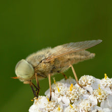 Lade das Bild in den Galerie-Viewer, Wiesen-Schafgarbe (Achillea millefolium)