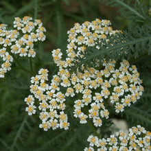 Lade das Bild in den Galerie-Viewer, Wiesen-Schafgarbe (Achillea millefolium)