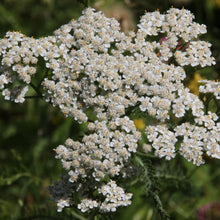 Lade das Bild in den Galerie-Viewer, Wiesen-Schafgarbe (Achillea millefolium)