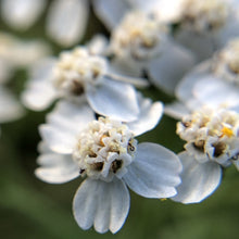 Lade das Bild in den Galerie-Viewer, Wiesen-Schafgarbe (Achillea millefolium)