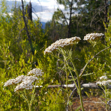 Lade das Bild in den Galerie-Viewer, Wiesen-Schafgarbe (Achillea millefolium)